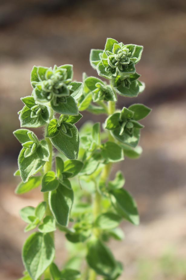 NEU: Villa Maria – Natives Bio-Olivenöl Extra mit Oregano