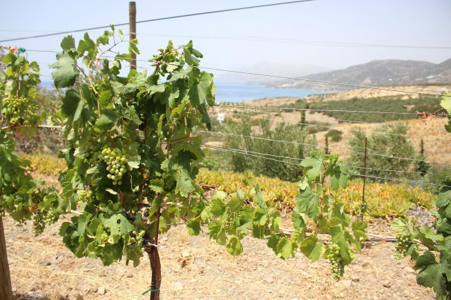 Weingartenarbeit mit Meerblick…