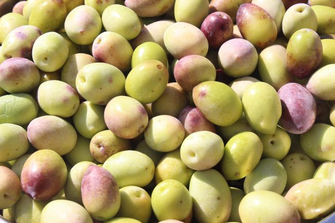 Die Olivenernte hat begonnen…