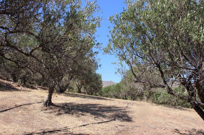 Besuch auf den Villa Maria – Bio-Olivenhainen „Kelaria“ und „Adravasti“ bei Zakros, Kreta