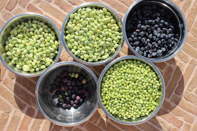 Die Villa Maria – Bio-Olivenernte 2020 hat begonnen…