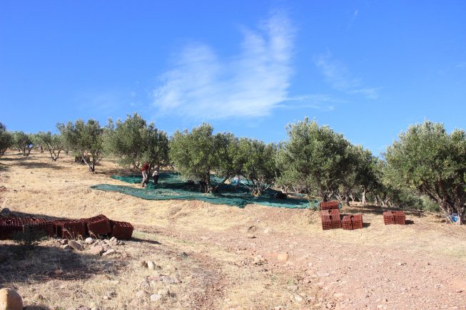 Erntestart am Villa Maria – Bio-Olivenhain „Adravasti“, Zakros, Kreta…