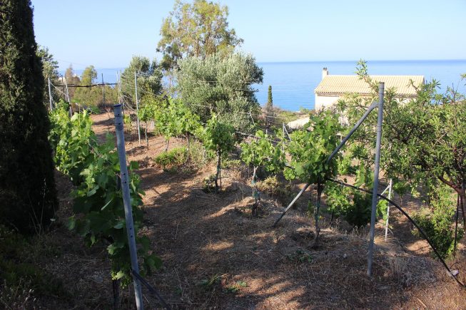 Arbeit im Kreta-Weingarten…