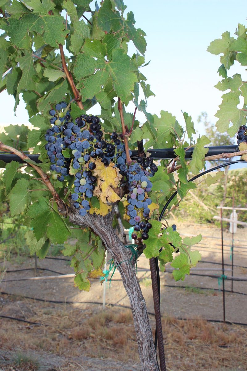 Weinlese bei Villa Maria auf Kreta…