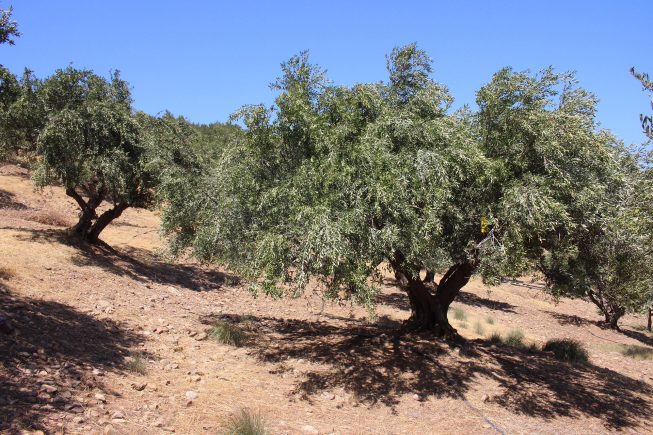 Sommerliche Inspektion der Villa Maria – Bio-Olivenhaine in Zakros, Kreta…