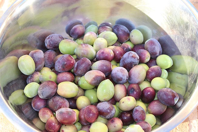 Die Villa Maria – Bio-Oliven-Ernte hat begonnen…