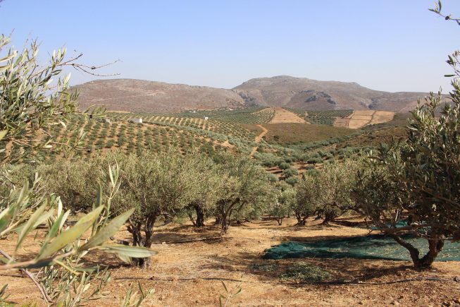 Die Villa Maria – Bio-Olivenernte 2021 hat begonnen…