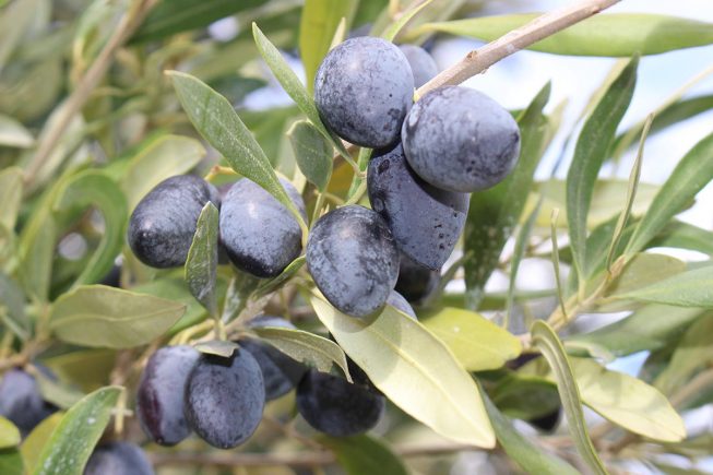 Bio-Oliven von Villa Maria | Kreta kulinarisch: Kalamon, Koroneiki, Tsounati & Co…