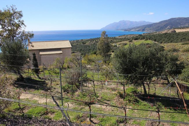 Weingartenarbeit in Kapsali, Viannos, Kreta…