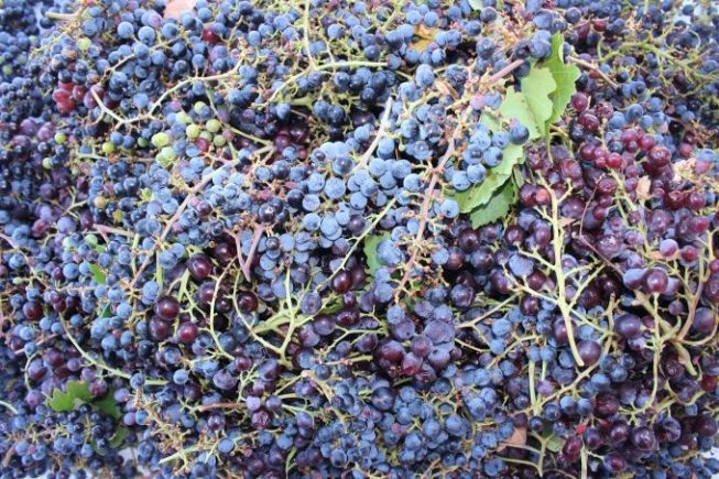 Die Villa Maria – Weinlese 2022 hat begonnen…