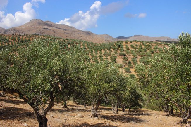 Sommer-Visite auf unseren Villa Maria – Bio-Olivenhainen in Zakros, Kreta
