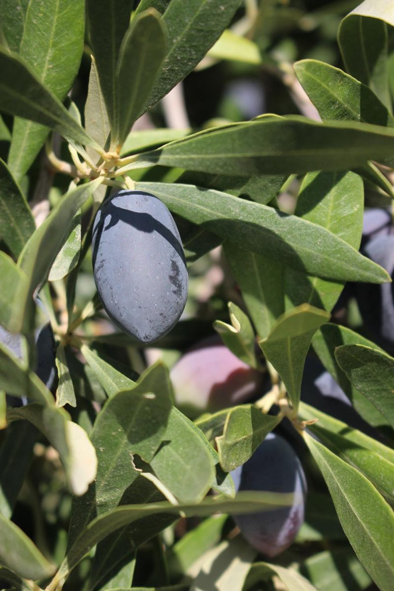 Die Villa Maria – Bio-Olivenernte 2022 hat begonnen…