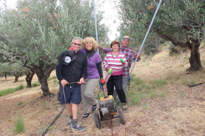Villa Maria – Bio-Olivenente am Hain „Adravasti” bei Zakros, Kreta.