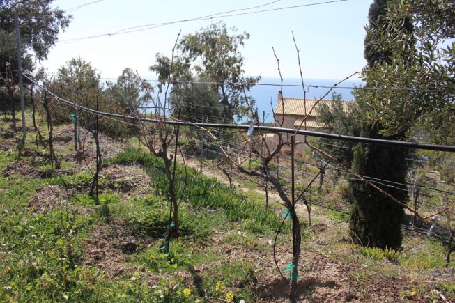 Weinschnitt-Start bei Villa Maria in Kapsali, Viannos (Kreta) / Start of Pruning at Villa Maria, Kapsali, Viannos (Crete)