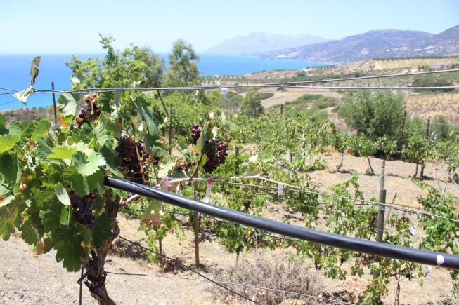 Morgens im Weingarten der Villa Maria, Kapsali, Viannos (Kreta)…