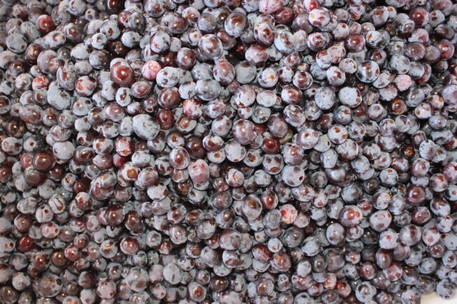 Villa Maria – Weinlese in Kapsali, Viannos (Kreta).