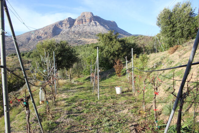 Rebschnitt im Villa Maria-Weingarten in Kapsali, Viannos (Kreta)